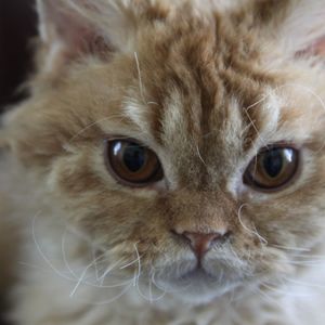 Meet your Posher, Diana